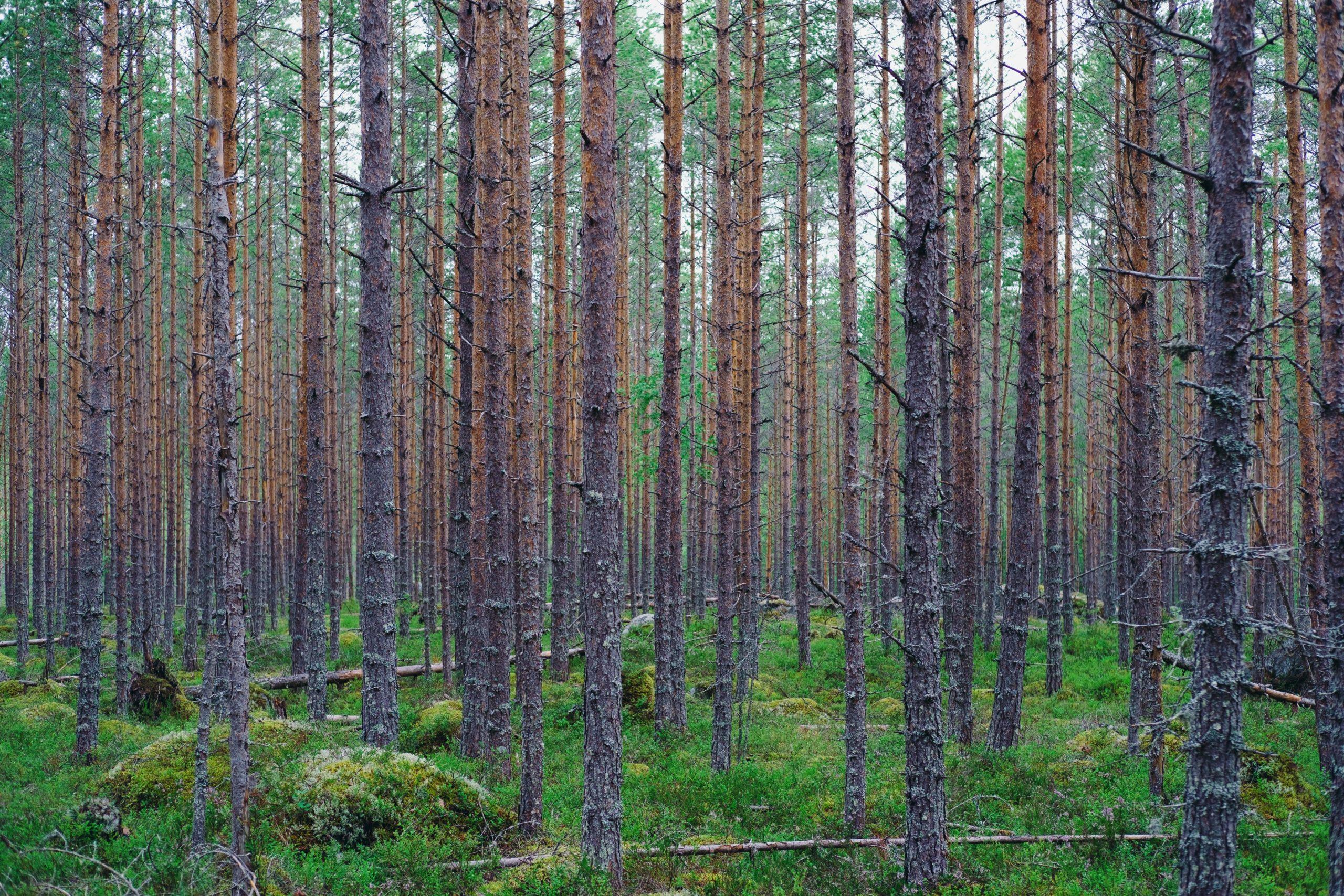 The healing effects on health of forests